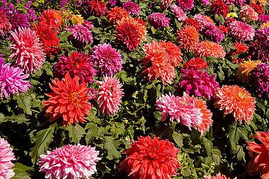 《哥特王朝》重制版与原版对比 画面更加精美逼真